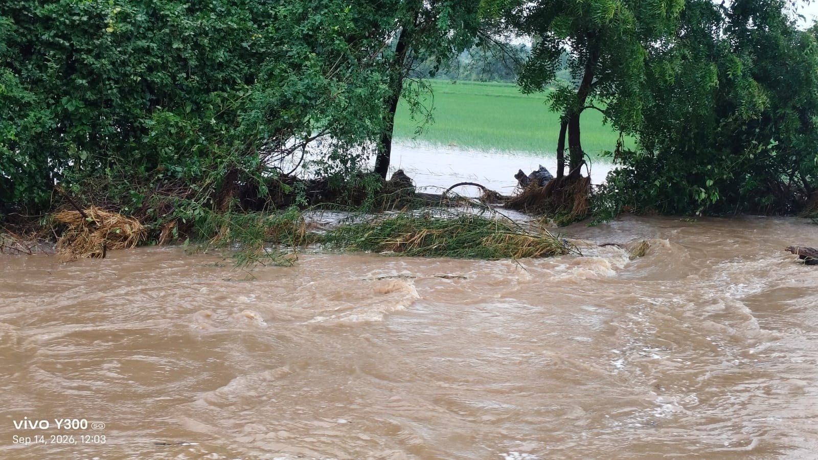 దంచికొట్టిన వాన.. రైతన్నకు గుండె కోత! - Additional Image